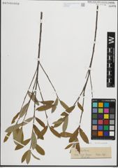 Foto von Salix peloritana Preston